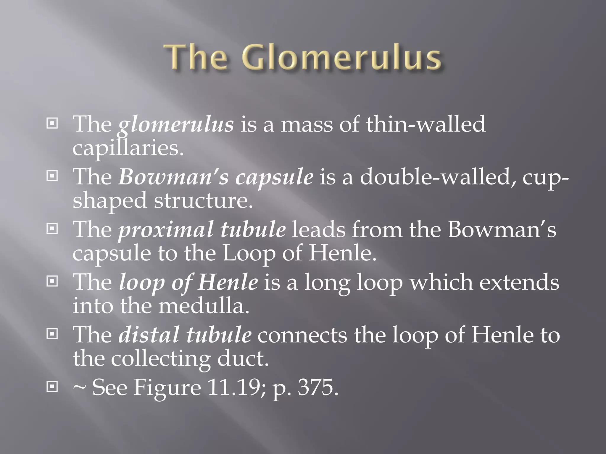 The  glomerulus  is a mass of thin-walled capillaries.  The  Bowman’s capsule  is a double-walled, cup-shaped structure.  The  proximal tubule  leads from the Bowman’s capsule to the Loop of Henle.  The  loop of Henle  is a long loop which extends into the medulla.  The  distal tubule  connects the loop of Henle to the collecting duct. ~ See Figure 11.19; p. 375. 
