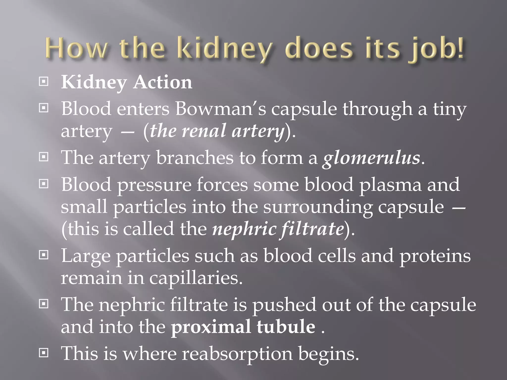 Kidney Action Blood enters Bowman’s capsule through a tiny artery — ( the renal artery ).  The artery branches to form a  glomerulus .  Blood pressure forces some blood plasma and small particles into the surrounding capsule — (this is called the  nephric filtrate ).  Large particles such as blood cells and proteins remain in capillaries.  The nephric filtrate is pushed out of the capsule and into the  proximal tubule  .  This is where reabsorption begins.  
