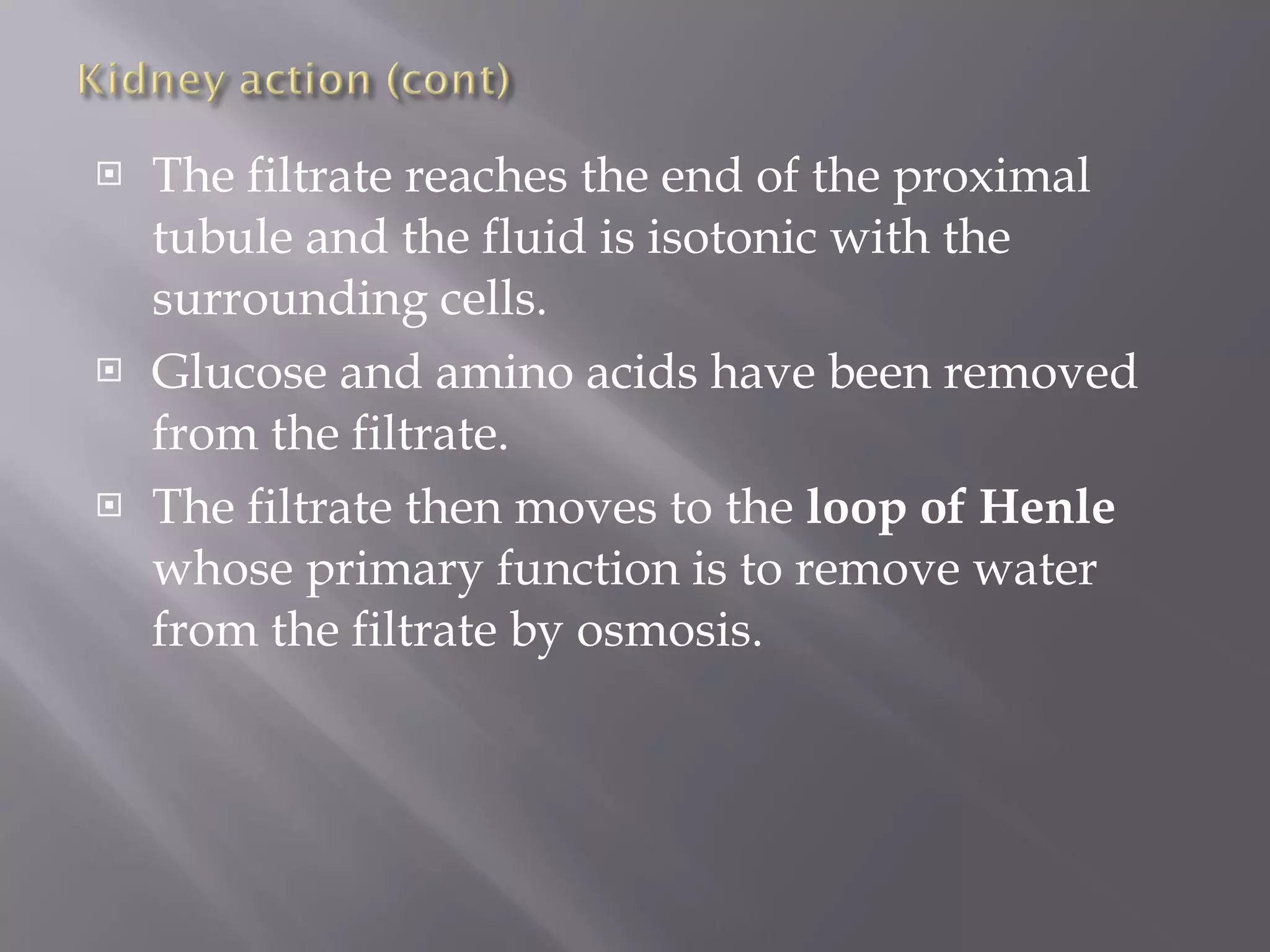 The filtrate reaches the end of the proximal tubule and the fluid is isotonic with the surrounding cells.  Glucose and amino acids have been removed from the filtrate.  The filtrate then moves to the  loop of Henle  whose primary function is to remove water from the filtrate by osmosis.  