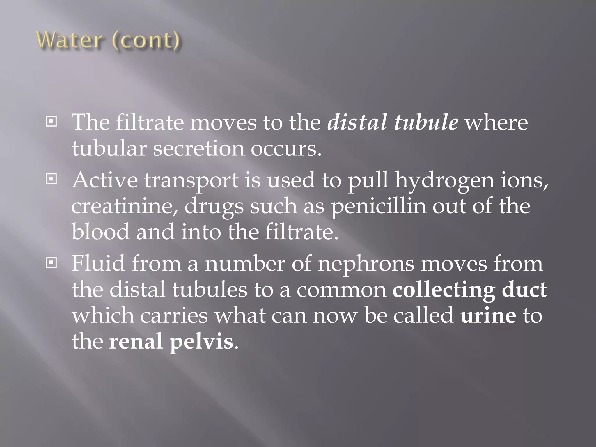 The filtrate moves to the  distal tubule  where tubular secretion occurs.  Active transport is used to pull hydrogen ions, creatinine, drugs such as penicillin out of the blood and into the filtrate.  Fluid from a number of nephrons moves from the distal tubules to a common  collecting duct  which carries what can now be called  urine  to the  renal pelvis . 