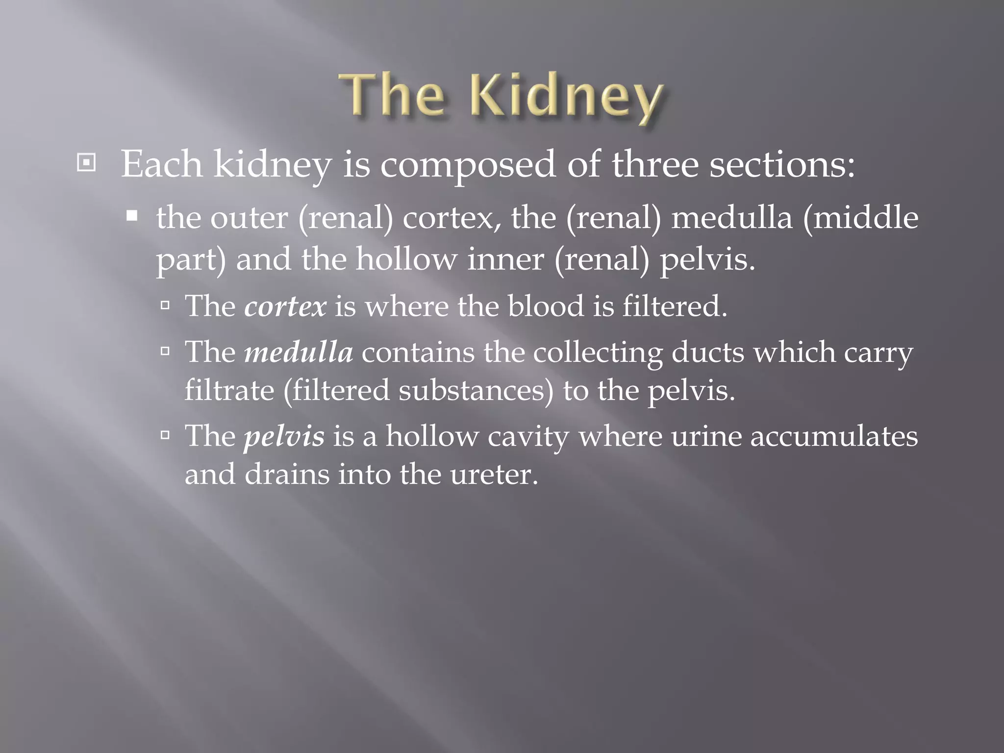 Each kidney is composed of three sections:  the outer (renal) cortex, the (renal) medulla (middle part) and the hollow inner (renal) pelvis.  The  cortex  is where the blood is filtered.  The  medulla  contains the collecting ducts which carry filtrate (filtered substances) to the pelvis.  The  pelvis  is a hollow cavity where urine accumulates and drains into the ureter. 