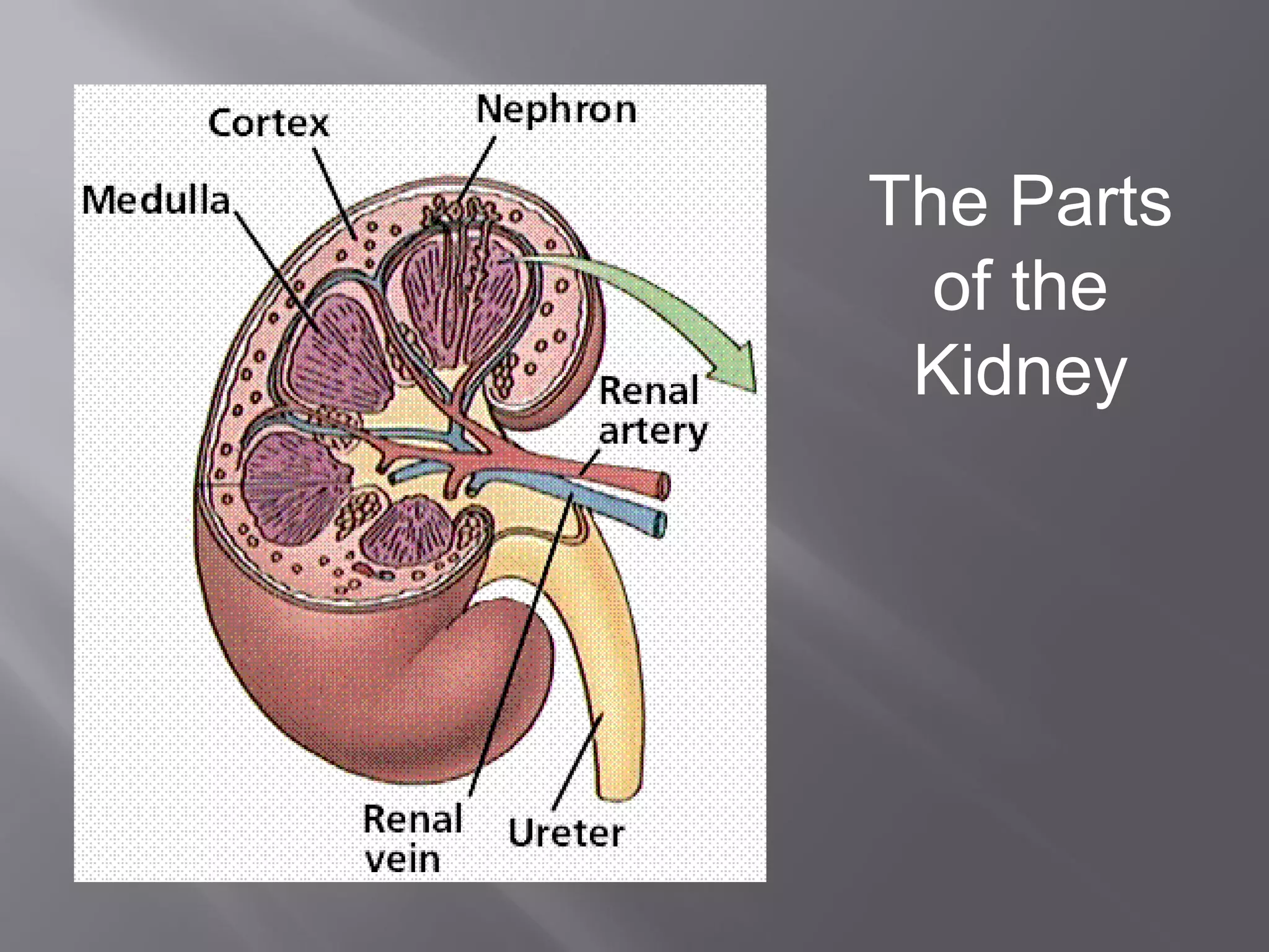The Parts of the Kidney 