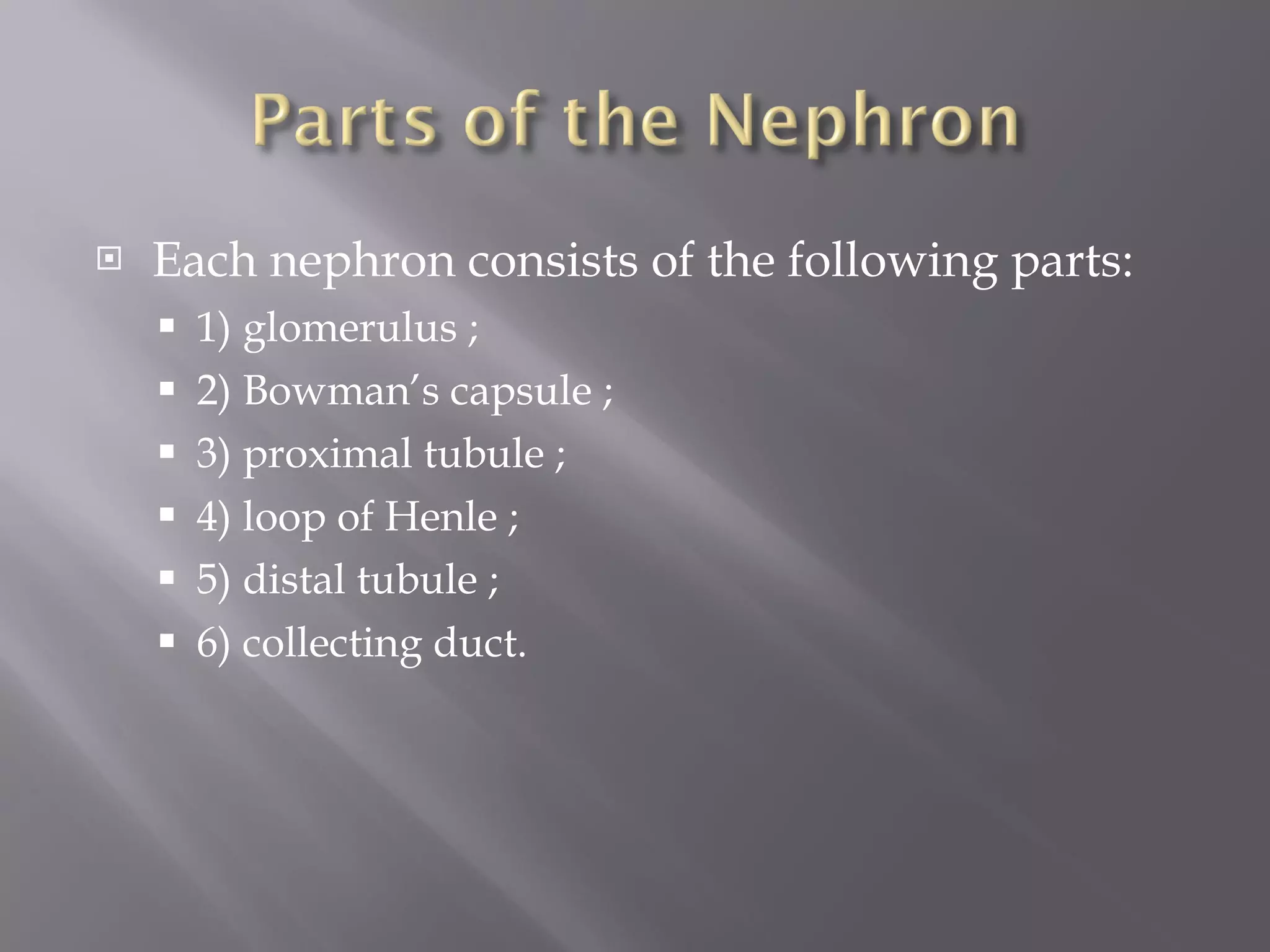 Each nephron consists of the following parts:  1) glomerulus ;  2) Bowman’s capsule ;  3) proximal tubule ;  4) loop of Henle ;  5) distal tubule ;  6) collecting duct. 