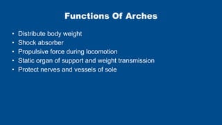 Anatomy PPT- Arches Of Foot (With Pictures) | PDF