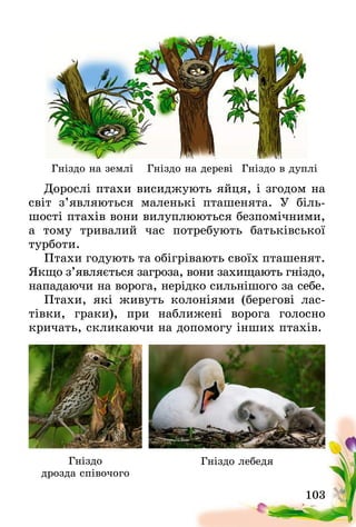103
Дорослі птахи висиджують яйця, і згодом на
світ з’являються маленькі пташенята. У біль-
шості птахів вони вилуплюються безпомічними,
а тому тривалий час потребують батьківської
турботи.
Птахи годують та обігрівають своїх пташенят.
Якщо з’являється загроза, вони захищають гніздо,
нападаючи на ворога, нерідко сильнішого за себе.  
Птахи, які живуть колоніями (берегові лас-
тівки, граки), при наближені ворога голосно
кричать, скликаючи на допомогу інших птахів.
Гніздо на землі
Гніздо лебедяГніздо
дрозда співочого
Гніздо в дупліГніздо на дереві
 