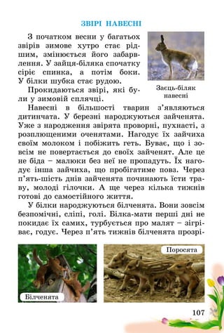 107
ЗВІРІ НАВЕСНІ
З початком весни у багатьох
звірів зимове хутро стає рід-
шим, змінюється його забарв-
лення. У зайця-біляка спочатку
сіріє спинка, а потім боки.
У білки шубка стає рудою.
Прокидаються звірі, які бу­
ли у зимовій сплячці.
Навесні в більшості тварин з’являються
дитинчата­. У березні народжуються зайченята.
Уже з народження звірята проворні, пухнасті, з
розплющеними оченятами. Нагодує їх зайчиха
своїм молоком і побіжить геть. Буває, що і зо-
всім не повертається до своїх зайченят. Але це
не біда – малюки без неї не пропадуть. Їх наго-
дує інша зайчиха, що пробігатиме повз. Через
п’ять-шість днів зайченята починають їсти тра-
ву, молоді гілочки. А ще через кілька тижнів
готові до самостійного життя.
У білки народжуються білченята. Вони зовсім
безпомічні, сліпі, голі. Білка-мати перші дні не
покидає їх самих, турбується про малят – зігрі-
ває, годує. Через п’ять тижнів білченята прозрі-
Заєць-біляк
навесні
Білченята
Поросята
 