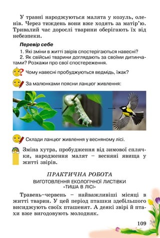 109
У травні народжуються малята у козуль, оле-
нів. Через тиждень вони вже ходять за матір’ю.
Тривалий час дорослі тварини оберігають їх від
небезпеки.
Перевір себе
1. Які зміни в житті звірів спостерігаються навесні?
2. Як свійські тварини доглядають за своїми дитинча-
тами? Розкажи про свої спостереження.
Чому навесні пробуджуються ведмідь, їжак?
За малюнками поясни ланцюг живлення:
Склади ланцюг живлення у весняному лісі.
Зміна хутра, пробудження від зимової спляч-
ки, народження малят – весняні явища у
житті звірів.
ПРАКТИЧНА РОБОТА
ВИГОТОВЛЕННЯ ЕКОЛОГІЧНОЇ ЛИСТІВКИ
«ТИША В ЛІСІ»
Травень–червень – найважливіші місяці в
житті тварин. У цей період пташки здебільшого
висиджують своїх пташенят. А деякі звірі й пта-
хи вже вигодовують молодняк.
?
 