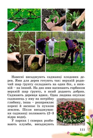 111
Навесні висаджують саджанці плодових де­
рев­. Ями для дерев готують так: верхній родю-
чий шар ґрунту складають на один бік, а ниж-
ній – на інший. На дно ями насипають горбиком
верхній шар ґрунту, в який додають добрив.
Саджають­ деревця вдвох. Одна людина опускає
саджанець у яму на потрібну
глибину, інша – розпрямляє
корені й засипає їх пухкою
землею. Після висаджуван-
ня саджанці поливають (2–3
відра води).
У парках і скверах розби-
вають клумби, висаджують
 