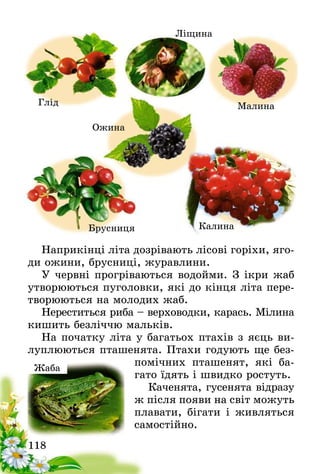 118
Наприкінці літа дозрівають лісові горіхи, яго-
ди ожини, брусниці, журавлини.
У червні прогріваються водойми. З ікри жаб
утворюються пуголовки, які до кінця літа пере-
творюються на молодих жаб.
Нереститься риба – верховодки, карась. Мілина
кишить безліччю мальків.
На початку літа у багатьох птахів з яєць ви-
луплюються пташенята. Птахи годують ще без-
помічних пташенят, які ба-
гато їдять і швидко ростуть.
Каченята, гусенята відразу
ж після появи на світ можуть
плавати, бігати і живляться
самостійно.
Жаба
Глід
Ліщина
Малина
Ожина
Брусниця Калина
 