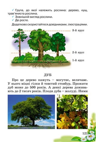 121
	Група, до якої належить рослина: дерево, кущ,
трав’яниста рослина.
	Зовнішній вигляд рослини.
	Де росте.
Додатково скористайтеся довідниками, ілюстраціями.
ДУБ
Про це дерево кажуть – могутнє, величаве.
У ньо­го міцні гілки й товстий стовбур. Прожити
дуб може до 500 років. А деякі дерева дожива-
ють до 2 тисяч років. Плоди дуба – жолуді. Ними
3-й ярус
2-й ярус
1-й ярус
 