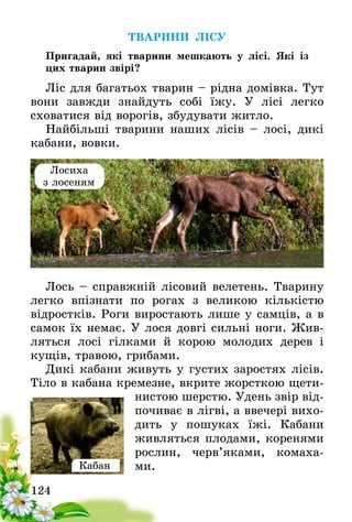 124
ТВАРИНИ ЛІСУ
Пригадай, які тварини мешкають у лісі. Які із
цих тварин звірі?
Ліс для багатьох тварин – рідна домівка. Тут
вони завжди знайдуть собі їжу. У лісі легко
схова­тися від ворогів, збудувати житло.
Найбільші тварини наших лісів – лосі, дикі
кабани, вовки.
Лось – справжній лісовий велетень. Тварину
легко впізнати по рогах з великою кількістю
відро­стків. Роги виростають лише у самців, а в
самок їх немає. У лося довгі сильні ноги. Жив-
ляться лосі гілками й корою молодих дерев і
кущів­, травою, грибами.
Дикі кабани живуть у густих заростях лісів.
Тіло в кабана кремезне, вкрите жорсткою щети-
нистою шерстю. Удень звір від-
почиває в лігві, а ввечері вихо-
дить у пошуках їжі. Кабани
живляться плодами, коренями
рослин, черв’я­ками, комаха­
ми.Кабан
Лосиха
з лосеням
 