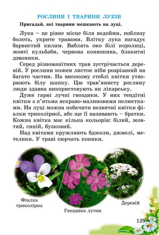 129
РОСЛИНИ І ТВАРИНИ ЛУКІВ
Пригадай, які тварини мешкають на луці.
Лука – це рівне місце біля водойми, поблизу
болота, укрите травами. Влітку лука нагадує
барвистий килим. Ваблять око білі королиці,
жовті кульбаби, червона конюшина, блакитні
дзвоники.
Серед різноманітних трав зустрічається дере-
вій. У рослини кожен листок ніби розрізаний на
багато частин. На високому стеблі квітки утво-
рюють білу шапку. Цю трав’янисту рослину
люди здавна використовують як лікарську.
Дуже гарні лучні гвоздики. У них тендітні
квітки з п’ятьма яскраво-малиновими пелюстка-
ми. На луці можна побачити незвичні квітки фі-
алки триколірної, або ще її називають – братки.
Кожна квітка має кілька кольорів: білий, жов-
тий, синій, бузковий.
Над квітами кружляють бджоли, джмелі, ме-
телики. У траві сюрчать коники.  
Фіалка
триколірна
Гвоздика лучна
Деревій
 