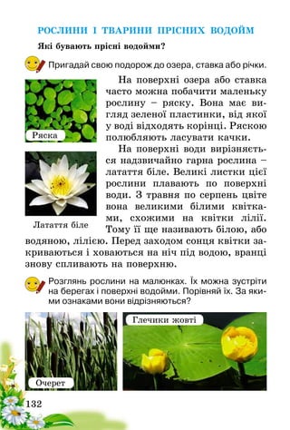 132
РОСЛИНИ І ТВАРИНИ ПРІСНИХ ВОДОЙМ
Які бувають прісні водойми?
Пригадай свою подорож до озера, ставка або річки.
На поверхні озера або ставка
часто можна побачити маленьку
рослину – ряску. Вона має ви-
гляд зеленої пластинки, від якої
у воді відходять корінці. Ряскою­ 
полюбляють ласувати качки.
На поверхні води вирізняєть-
ся надзвичайно гарна рослина –
латаття біле. Великі листки цієї
рослини плавають по поверхні
води. З травня по серпень цвіте
вона великими білими квітка-
ми, схожими на квітки лілії.
Тому її ще називають білою, або
водяною, лілією. Перед заходом сонця квітки за-
криваються і ховаються на ніч під водою, вранці
знову спливають на поверхню.
Розглянь рослини на малюнках. Їх можна зустріти
на берегах і поверхні водойми. Порівняй їх. За яки-
ми ознаками вони відрізняються?
Ряска
Латаття біле
Очерет
Глечики жовті
 