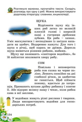 134
Розгляньте малюнки, прочитайте тексти. Складіть
розповідь про одну з риб. Можна вико­ристовувати
додаткову літературу: словники, енцикло­педії.
ЩУКА
Відрізнити щуку від ін-
ших риб легко по великій
плоскій голові і широкій
пащі з гострими дрібними
зубами. Ця риба – хижак­.
Уміє маскуватися і несподівано із за­сідки напа-
дати на здобич. Недаремно кажуть: Для того і
щука в річці, щоб карась не дрімав. Доросла
щука живиться різними рибами, жа­бами.
Щуку ще називають «санітаром водойми», бо
їй найлегше вполювати хвору рибу.
СОМ
Повільна і неповоротка
риба сом схожа на чорне по-
ліно. Лежить спокійно на дні
глибокої річки, за здобиччю
не ганяється. Щоб піймати
поживу, вдається до хитро-
щів. Приманить вусами дрібну рибинку і ковтне
її. Або відкриє велику пащу і чекає, коли рибка
сама в неї запливе.
У водоймах живуть різні рослини і тварини.
Люди використовують водойми для госпо-
дарських потреб.
 