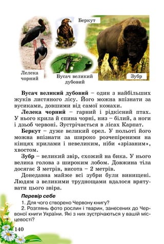 140
Лелека
чорний
Беркут
ЗубрВусач великий
дубовий
Вусач великий дубовий – один з найбільших
жуків листяного лісу. Його можна впізнати за
вусиками, довшими від самої комахи.
Лелека чорний – гарний і рідкісний птах.
У нього крила й спина чорні, низ – білий, а ноги
і дзьоб червоні. Зустрічається в лісах Карпат.
Беркут – дуже великий орел. У польоті його
можна впізнати за широко розчепіреними на
кінцях крилами і невеликим, ніби «зрізаним»,
хвостом.
Зубр – великий звір, схожий на бика. У нього
велика голова з широким лобом. Довжина тіла
досягає 3 метрів, висота – 2 метрів.
Донедавна майже всі зубри були винищені.
Людям з великими труднощами вдалося вряту-
вати цього звіра.
Перевір себе
1.	Для чого створено Червону книгу?
2.	Розглянь фото рослин і тварин, занесених до Чер-
воної книги України. Які з них зустрічаються у вашій міс-
цевості?
 
