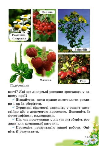 145
вості? Які ще лікарські рослини зростають у ва-
шому краї?
	Дізнайтеся, коли краще заготовляти росли-
ни і як їх зберігати.
	Отримані відомості запишіть у зошит само-
стійно або з допомогою дорослого. Доповніть їх
фотографіями, малюнками.
	Під час прогулянки у ліс (парк) зберіть рос-
лини для домашньої аптечки.
	Проведіть презентацію вашої роботи. Оці-
ніть її результати.
Ромашка
лікарська
Калина
Звіробій
ГлідМалина
Подорожник
 