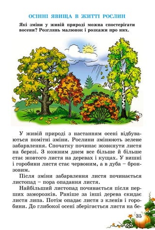 35
ОСІННІ ЯВИЩА В ЖИТТІ РОСЛИН
Які зміни у живій природі можна спостерігати
восени? Розглянь малюнок і розкажи про них.
У живій природі з настанням осені відбува-
ються помітні зміни. Рослини змінюють зелене
забарвлення. Спочатку починає жовкнути листя
на березі. З кожним днем все більше й більше
стає жовтого листя на деревах і кущах. У вишні
і горобини листя стає червоним, а в дуба – брон-
зовим.
Після зміни забарвлення листя починається
листопад – пора опадання листя.
Найбільший листопад починається після пер-
ших заморозків. Раніше за інші дерева скидає
листя липа. Потім опадає листя з кленів і горо-
бини. До глибокої осені зберігається листя на бе-
 