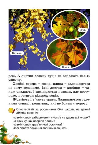 36
резі. А листки деяких дубів не опадають навіть
узимку.
Хвойні дерева – сосна, ялина – залишаються
на зиму зеленими. Їхні листки – хвоїнки – та-
кож опадають і замінюються новими, але посту-
пово, протягом кількох років.
Жовтіють і в’януть трави. Залишаються зеле-
ними суниці, копитняк, які не бояться морозу.
Спостерігай за рослинами біля школи, на дачній
ділян­ці восени:
як змінилося забарвлення листків на деревах і кущах?
на яких кущах дозріли плоди?
як змінилися трав’янисті рослини?
Свої спостереження запиши в зошиті.
Береза
Дуб
Клен
 
