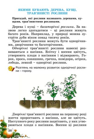38
ЯКИМИ БУВАЮТЬ ДЕРЕВА, КУЩІ,
ТРАВ’ЯНИСТІ РОСЛИНИ
Пригадай, які рослини називають деревами, ку-
щами, трав’янистими рослинами.
Дерева і кущі – багаторічні рослини. За на­
звою легко здогадатися – ці рослини живуть
бага­то років. Наприклад, у природі можна зу-
стріти дуби віком понад тисячу років.
Трав’янисті рослини можуть бути однорічни-
ми, дворічними та багаторічними.
Однорічні трав’янисті рослини навесні роз­
виваються з насіння. Влітку і восени цвітуть,
утворюють плоди з насінням і відмирають. Го-
рох, просо, соняшник, гречка, помідори, огірки,
лобода, левкой – однорічні рослини.
Розглянь на малюнку розвиток однорічної росли­
ни – гороху.
Дворічні трав’янисті рослини на першому році
життя проростають з насіння, але не цвітуть.
Наступного року рослини зацвітають, у них утво-
рюються плоди з насінням. Восени ці рослини
 