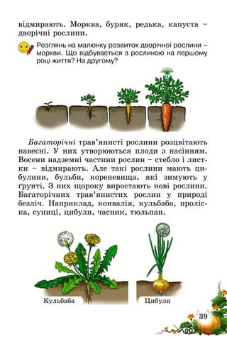 39
відмирають. Морква, буряк, редька, капуста –
дворічні рослини.
Розглянь на малюнку розвиток дворічної рослини –
моркви. Що відбувається з рослиною на першому
році життя? На другому?
Багаторічні трав’янисті рослини розцвітають
навесні. У них утворюються плоди з насінням.
Восени надземні частини рослин – стебло і лист-
ки – відмирають. Але такі рослини мають ци­
булини, бульби, кореневища, які зимують у
ґрунті. З них щороку виростають нові рослини.
Багаторічних трав’янистих рослин у природі
безліч. Наприклад, конвалія, кульбаба, проліс-
ка, суниці, цибуля, часник, тюльпан.
Кульбаба Цибуля
 