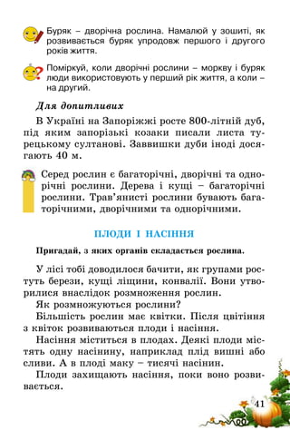 41
Буряк – дворічна рослина. Намалюй у зошиті, як
розвивається буряк упродовж першого і другого
років життя.
Поміркуй, коли дворічні рослини – моркву і буряк
люди використовують у перший рік життя, а коли –
на другий.
Для допитливих
В Україні на Запоріжжі росте 800-літній дуб,
під яким запорізькі козаки писали листа ту-
рецькому султанові. Заввишки дуби іноді дося-
гають 40 м.
Серед рослин є багаторічні, дворічні та одно-
річні рослини. Дерева і кущі – багаторічні
рослини. Трав’янисті рослини бувають бага-
торічними, дворічними та однорічними.
ПЛОДИ І НАСІННЯ
Пригадай, з яких органів складається рослина.
У лісі тобі доводилося бачити, як групами рос-
туть берези, кущі ліщини, конвалії. Вони утво-
рилися внаслідок розмноження рослин.
Як розмножуються рослини?
Більшість рослин має квітки. Після цвітіння
з квіток розвиваються плоди і насіння.
Насіння міститься в плодах. Деякі плоди міс-
тять одну насінину, наприклад плід вишні або
сливи. А в плоді маку – тисячі насінин.
Плоди захищають насіння, поки воно розви-
вається.
?
 