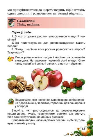 43
ми прикріпляються до шерсті тварин, пір’я птахів,
одягу людини і розносяться на великі відстані.
Словничок
Плід, насіння.
Перевір себе
1. З якого органа рослин утворюються плоди й на­
сіння?
2. Які пристосування для розповсюдження мають
плоди?
3. Плоди і насіння яких рослин розносяться вітром?
Тваринами?
Учися розпізнавати плоди і насіння за зовнішнім
вигля­дом. На малюнку порівняй різні плоди. Спо-
чатку назви їхні спільні ознаки, а потім – відмінні.
Поміркуйте, яке значення має яскраве забарв­лен­
ня плодів вишні, черемхи, горобини для поширення
у природі.
З’ясуйте, як пристосувалися до розповсюдження
плоди­ дерев, кущів, трав’янистих рослин, що ростуть
біля ваших будинків, на дачних ділянках.
Збирайте плоди і насіння різних рослин, щоб підгодо-
вувати птахів узимку.
?
 