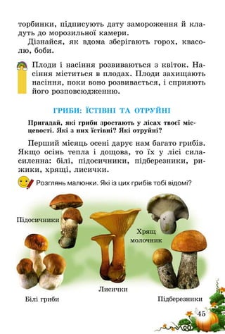 45
торбинки, підписують дату замороження й кла-
дуть до морозильної камери.
Дізнайся, як вдома зберігають горох, квасо-
лю, боби.
Плоди і насіння розвиваються з квіток. На-
сіння міститься в плодах. Плоди захищають
насіння, поки воно розвивається, і сприяють
його розповсюдженню.
ГРИБИ: ЇСТІВНІ ТА ОТРУЙНІ
Пригадай, які гриби зростають у лісах твоєї міс-
цевості. Які з них їстівні? Які отруйні?
Перший місяць осені дарує нам багато грибів.
Якщо осінь тепла і дощова, то їх у лісі сила-
силенна: білі, підосичники, підберезники, ри-
жики, хрящі, лисички.
Розглянь малюнки. Які із цих грибів тобі відомі?
ПідберезникиБілі гриби
Лисички
Підосичники
Хрящ
молочник
 