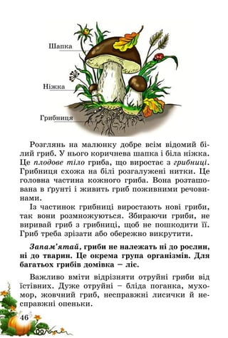 46
Шапка
Ніжка
Грибниця
Розглянь на малюнку добре всім відомий бі-
лий гриб. У нього коричнева шапка і біла ніжка.
Це плодове тіло гриба, що виростає з грибниці.
Грибниця схожа на білі розгалужені нитки. Це
головна частина кожного гриба. Вона розташо-
вана в ґрунті і живить гриб поживними речови-
нами.  
Із частинок грибниці виростають нові гриби,
так вони розмножуються. Збираючи гриби, не
виривай гриб з грибниці, щоб не пошкодити її.
Гриб треба зрізати або обережно викрутити.
Запам’ятай, гриби не належать ні до рослин,
ні до тварин. Це окрема група організмів. Для
багатьох грибів домівка – ліс.
Важливо вміти відрізняти отруйні гриби від
їстівних. Дуже отруйні – бліда поганка, мухо-
мор, жовчний гриб, несправжні лисички й не-
справжні опеньки.
 