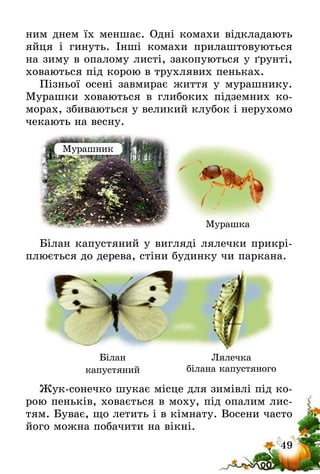 49
ним днем їх меншає. Одні комахи відкладають
яйця і гинуть. Інші комахи прилаштовуються
на зиму в опалому листі, закопуються у ґрунті,
ховаються під корою в трухлявих пеньках.
Пізньої осені завмирає життя у мурашнику.
Мурашки ховаються в глибоких підземних ко-
морах, збиваються у великий клубок і нерухомо
чекають на весну.
Білан капустяний у вигляді лялечки прикрі-
плюється до дерева, стіни будинку чи паркана.
Жук-сонечко шукає місце для зимівлі під ко-
рою пеньків, ховається в моху, під опалим лис-
тям. Буває, що летить і в кімнату. Восени часто
його можна побачити на вікні.
Мурашник
Мурашка
Білан
капустяний
Лялечка
білана капустяного
 