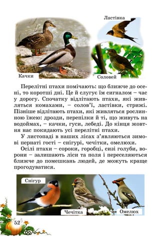52
Качки
Ластівка
Соловей
Перелітні птахи помічають: що ближче до осе-
ні, то коротші дні. Це й слугує їм сигналом – час
у дорогу. Спочатку відлітають птахи, які жив-
ляться комахами, – солов’ї, ластівки, стрижі.
Пізніше відлітають птахи, які живляться рослин-
ною їжею: дрозди, перепілки й ті, що живуть на
водоймах, – качки, гуси, лебеді. До кінця жовт­
ня нас покидають усі перелітні птахи.
У листопаді в наших лісах з’являються зимо-
ві пернаті гості – снігурі, чечітки, омелюхи.
Осілі птахи – сороки, горобці, сизі голуби, во-
рони – залишають ліси та поля і переселяються
ближче до помешкань людей, де можуть краще
прогодуватися.
Снігур
Чечітка Омелюх
 