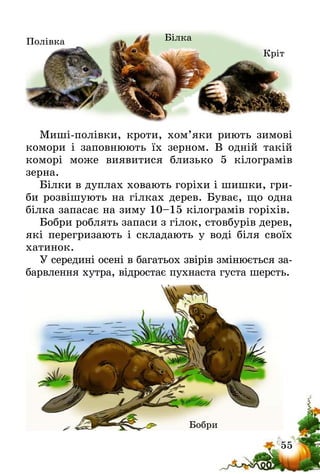 55
Миші-полівки, кроти, хом’яки риють зимові
комори і заповнюють їх зерном. В одній такій
коморі може виявитися близько 5 кілограмів
зерна.
Білки в дуплах ховають горіхи і шишки, гри-
би розвішують на гілках дерев. Буває, що одна
білка запасає на зиму 10–15 кілограмів горіхів.
Бобри роблять запаси з гілок, стовбурів дерев,
які перегризають і складають у воді біля своїх
хатинок.
У середині осені в багатьох звірів змінюється за-
барвлення хутра, відростає пухнаста густа шерсть.
Полівка Білка
Кріт
Бобри
 