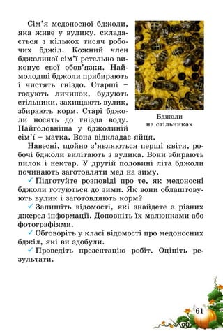 61
Сім’я медоносної бджоли,
яка живе у вулику, склада-
ється з кількох тисяч робо-
чих бджіл. Кожний член
бджолиної сім’ї ретельно ви-
конує свої обов’язки. Най­
молодші бджоли прибирають
і чистять гніздо. Старші –
годують личинок, буду­ють
стільники, захищають вулик,
збирають корм. Старі бджо-
ли носять до гнізда воду.
Найголовніша у бджолиній
сім’ї – матка. Вона відкладає яйця.
Навесні, щойно з’являються перші квіти, ро-
бочі бджоли вилітають з вулика. Вони збирають
пилок і нектар. У другій половині літа бджоли
починають заготовляти мед на зиму.
	Підготуйте розповіді про те, як медоносні
бджоли готуються до зими. Як вони облаштову-
ють вулик і заготовляють корм?
	Запишіть відомості, які знайдете з різних
джерел інформації. Доповніть їх малюнками або
фотографіями.
	Обговоріть у класі відомості про медоносних
бджіл, які ви здобули.
	Проведіть презентацію робіт. Оцініть ре-
зультати.
Бджоли
на стільниках
 