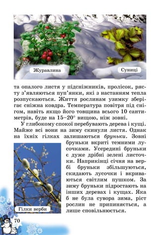 70
та опалого листя у підсніжників, пролісок, ряс-
ту з’являються пуп’янки, які з настанням тепла
розпускаються. Життя рослинам узимку збері-
гає сніжна ковдра. Температура повітря під сні-
гом, навіть якщо його товщина всього 10 санти-
метрів, буде на 15–20° вищою, ніж зовні.
У глибокому спокої перебувають дерева і кущі.
Майже всі вони на зиму скинули листя. Однак
на їхніх гілках залишаються бруньки. Зовні
бруньки вкриті темними лу-
сочками. Усередині бруньки
є дуже дрібні зелені листоч-
ки. Наприкінці січня на вер-
бі бруньки збільшуються,
скидають лусочки і вкрива-
ються світлим пушком. За
зиму бруньки підростають на
інших деревах і кущах. Яка
б не була сувора зима, ріст
рослин не припиняється, а
лише сповільнюється.Гілки верби
Журавлина Суниці
 