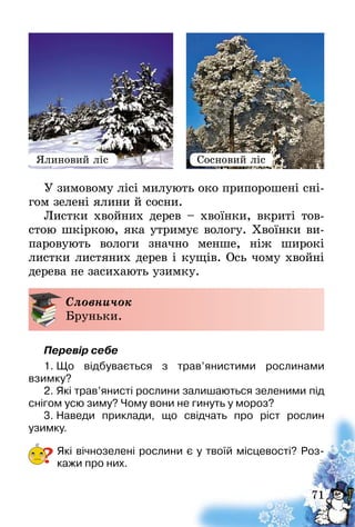 71
У зимовому лісі милують око припорошені сні-
гом зелені ялини й сосни.
Листки хвойних дерев – хвоїнки, вкриті тов-
стою шкіркою, яка утримує вологу. Хвоїнки ви-
паровують вологи значно менше, ніж широкі
листки листяних дерев і кущів. Ось чому хвойні
дерева не засихають узимку.
Словничок
Бруньки.
Перевір себе
1.	Що відбувається з трав’янистими рослинами
взимку?
2.	Які трав’янисті рослини залишаються зеленими під
снігом усю зиму? Чому вони не гинуть у мороз?
3.	Наведи приклади, що свідчать про ріст рослин
узимку­.
Які вічнозелені рослини є у твоїй місцевості? Роз-
кажи про них.?
Ялиновий ліс Сосновий ліс
 