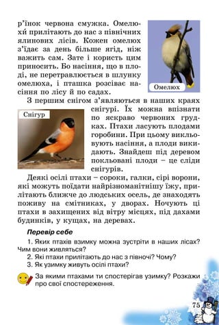 75
р’їнок червона смужка. Омелю-
хи прилітають до нас з північних
ялинових лісів. Кожен омелюх
з’їдає за день більше ягід, ніж
важить сам. Зате і користь цим
приносить. Бо насіння, що в пло-
ді, не перетравлюється в шлунку
омелюха, і пташка розсіває на-
сіння по лісу й по садах.
З першим снігом з’являються в наших краях
снігурі. Їх можна впізнати
по яскраво червоних груд-
ках. Птахи ласують плодами
горо­бини. При цьому викльо-
вують насіння, а плоди вики­
дають. Знайдеш під деревом
покльовані плоди – це сліди
снігурів.
Деякі осілі птахи – сороки, галки, сірі во­рони,
які можуть поїдати найрізноманітнішу їжу, при-
літають ближче до людських осель, де знаходять
поживу на смітниках, у дворах. Ночують ці
птахи­ в захищених від вітру місцях, під дахами
будинків, у кущах, на деревах.
Перевір себе
1.	Яких птахів взимку можна зустріти в наших лісах?
Чим вони живляться?
2.	Які птахи прилітають до нас з півночі? Чому?
3.	Як узимку живуть осілі птахи?
За якими птахами ти спостерігав узимку? Розкажи
про свої спостереження.
Снігур
Омелюх
 