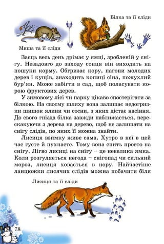 78
Заєць весь день дрімає у ямці, зробленій у сні-
гу. Незадовго до заходу сонця він виходить на
пошуки корму. Обгризає кору, пагони молодих
дерев і кущів, знаходить копиці сіна, пожухлий
бур’ян. Може забігти в сад, щоб поласувати ко-
рою фруктових дерев.
У зимовому лісі чи парку цікаво спостерігати за
білкою. На своєму шляху вона залишає недогриз-
ки шишок ялини чи сосни, з яких дістає насіння.
До свого гнізда білка завжди наближається, пере-
скакуючи з дерева на дерево, щоб не залишати на
снігу слідів, по яких її можна знайти.
Лисиця взимку живе сама. Хутро в неї в цей
час густе й пухнасте. Тому вона спить просто на
снігу. Лігво лисиці на снігу – це невелика ямка.
Коли розгуляється негода – снігопад чи сильний
мороз, лисиця ховається в нору. Найчастіше
ланцюжки лисячих слідів можна побачити біля
Миша та її сліди
Лисиця та її сліди
Білка та її сліди
 