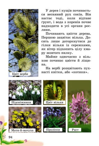 94
У дерев і кущів починаєть-
ся весняний рух соків. Він
настає тоді, коли відтане
ґрунт, і вода з коренів почне
надходити в усі органи рос-
лини.
Починають цвісти дерева.
Першою зацвітає вільха. До-
сить лише доторкнутися до
гілки вільхи із сережками,
як вітер підхопить цілу хма-
ру жовтого пилку.
Майже одночасно з віль-
хою починає цвісти й ліщи-
на.
На вербі розцвітають пух-
насті квітки, або «котики».
Підсніжники
Мати-й-мачуха
Цвіт вільхи
Проліски Ряст
Цвіт верби
 