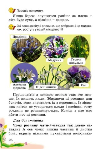 96
Перевір прикмету.
Якщо береза опушиться раніше за клена –
літо буде сухе, а пізніше – дощове.
Які ранньоквітучі рослини, що зображені на малюн-
ках, ростуть у вашій місцевості?
Першоцвітів з кожною весною стає все мен-
ше. Їх нищать люди. Збираючи ці рослини для
букетів, вони виривають їх з коренями. Із зірва-
них квіток не утворяться плоди і насіння, тому
рослини не розмножуються. Кожен з нас має
дбати про ці рослини.
Для допитливих
Чому рослину мати-й-мачуха так дивно на-
звали? А ось чому: нижня частина її листка
біла, вкрита ніжними пухнастими волосинка-
Проліски
Медунка
Сон
Підсніжники
Гусяча
цибулька
Анемона
дібровна
 