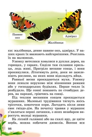 98
ки: жалібниця, денне павине око, адмірал. У на-
ших краях їх вважають найгарнішими. Розглянь
їх на малюнках.
Узимку метелики ховалися в дуплах дерев, на
горищах, у сараях. Сиділи там склавши криль-
ця, ледь живі. Пригріло весняне сонце, і вони
прокинулися. Літатимуть доти, доки не зазеле-
ніють рослини, на яких вони відкладуть яйця.
Ранньої весни прокидаються мухи. Узимку
вони лежали нерухомо між віконними рамами
або у господарських будівлях. Перше тепло їх
розбудило. Ще сонні повзають по стовбурах де-
рев, на паркані, гріючись на сонці.
Під теплим весняним сонцем прокидається
мурашник. Маленькі трудівники тягнуть якісь
трісочки, шматочки кори. Лагодять після зими
своє гніздо-дім. На початку травня у мурашок
з’являться перші личинки, з яких незабаром ви-
ростуть молоді мурашки.
На лісовій галявині або на схилі яру, де цвіте
верба, можна побачити джмелів. Восени вся
Павине
око
Жалібниця
Адмірал
 