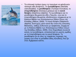 • Τα ελληνικά πελάγη έχουν το προνόμιο να φιλοξενούν
τέσσερα είδη δελφινιών. Το ζωνοδέλφινο (Stenella
coeruleoalba), το ρινοδέλφινο (Tursiops truncatus), το
σταχτοδέλφινο (Grampus griseus) και το κοινό
δελφίνι (Delphinus delphis). Tο ζωνοδέλφινο και το
ρινοδέλφινο θεωρούνται είδη «Τρωτά», ενώ και το
σταχτοδέλφινο θεωρείται «Κινδυνεύον» σύμφωνα με το
Κόκκινο Βιβλίο των Απειλούμενων Ειδών Ζώων της
Ελλάδας (Αθήνα, 2009). Το κοινό δελφίνι (Delphinus
delphis), δυστυχώς μόνο κοινό δεν είναι στις ελληνικές
θάλασσες, καθώς κινδυνεύει με εξαφάνιση, σύμφωνα
με το Κόκκινο Βιβλίο των Απειλούμενων Ειδών Ζώων
της Ελλάδας (Αθήνα, 2009). Στον Κορινθιακό συναντά
κανείς τα ζωνοδέλφινα, αποκλειστικά σε μεικτές ομάδες
με τα σταχτοδέλφινα και τα κοινά δελφίνια. Το
ρινοδέλφινο ζει σε όλες τις παράκτιες περιοχές της
χώρας ενώ είναι το μοναδικό είδος κητώδους που ζει
στον Αμβρακικό κόλπο.
 