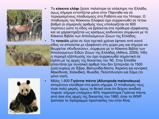 • Το κόκκινο ελάφι ζούσε παλιότερα σε ολόκληρη την Ελλάδα,
όμως σήμερα εντοπίζεται μόνο στην Πάρνηθα και σε
περιορισμένους πληθυσμούς στη Ροδόπη και την Ήπειρο. Ο
πληθυσμός του Κόκκινου Ελαφιού έχει συρρικνωθεί σε τέτοιο
βαθμό (ο σημερινός αριθμός τους υπολογίζεται σε 600
περίπου) ώστε το είδος να βρίσκεται στα πρόθυρα εξαφάνισης
και να χαρακτηρίζεται ως κρισίμως κινδυνεύον σύμφωνα με το
Κόκκινο Βιβλίο των Απειλούμενων Ζώων της Ελλάδας.
• Το τσακάλι μέσα σε λίγα σχετικά χρόνια έφτασε από κοινό
είδος να απειλείται με εξαφάνιση στη χώρα μας και σήμερα να
θεωρείται «Κινδυνεύον», σύμφωνα με το Κόκκινο Βιβλίο των
Απειλούμενων Ειδών Ζώων της Ελλάδας (Αθήνα, 2009). Ήδη
η περιοχή εξάπλωσής του έχει συρρικνωθεί σημαντικά σε
σχέση με τις αρχές της δεκαετίας του '90. Στην Ελλάδα
απαντάται (με συνολικό αριθμό που δεν ξεπερνάει τα 1500
ζώα) κυρίως σε Έβρο, Βιστωνίδα-Νέστο, Κερκίνη και κεντρική
Μακεδονία, Χαλκιδική, Φωκίδα, Πελοπόννησο και Σάμο (το
μόνο νησί).
• Μόλις 1.600 Γιγάντια πάντα (Ailuropoda melanoleuca)
απομένουν ελεύθερα στη φύση σήμερα. Ο πληθυσμός τους
είναι πολύ μικρός, όμως το θετικό είναι ότι δείχνει ανοδική
πορεία: σήμερα υπάρχουν 40% περισσότερα Γιγάντια πάντα
από όσα στις αρχές της δεκαετίας του 1980, όταν το WWF
ξεκίνησε το πρόγραμμα προστασίας του στην Κίνα.
 