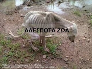 ΑΔΕΣΠΟΤΑ ΖΩΑ
 