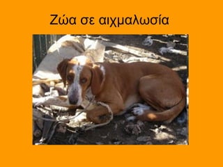 Ζώα σε αιχμαλωσία
 