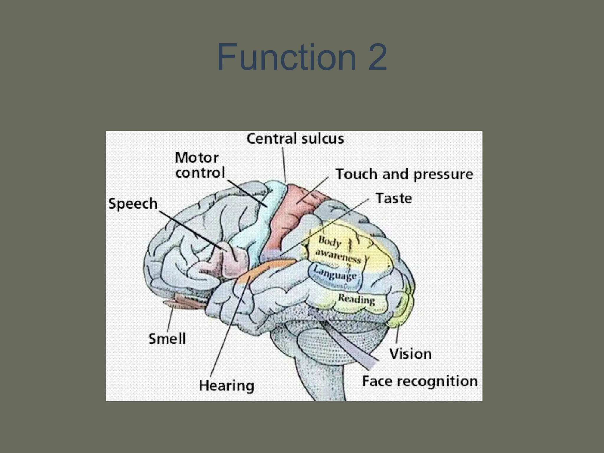 Human brain anatomy and physiologypptx.ppt