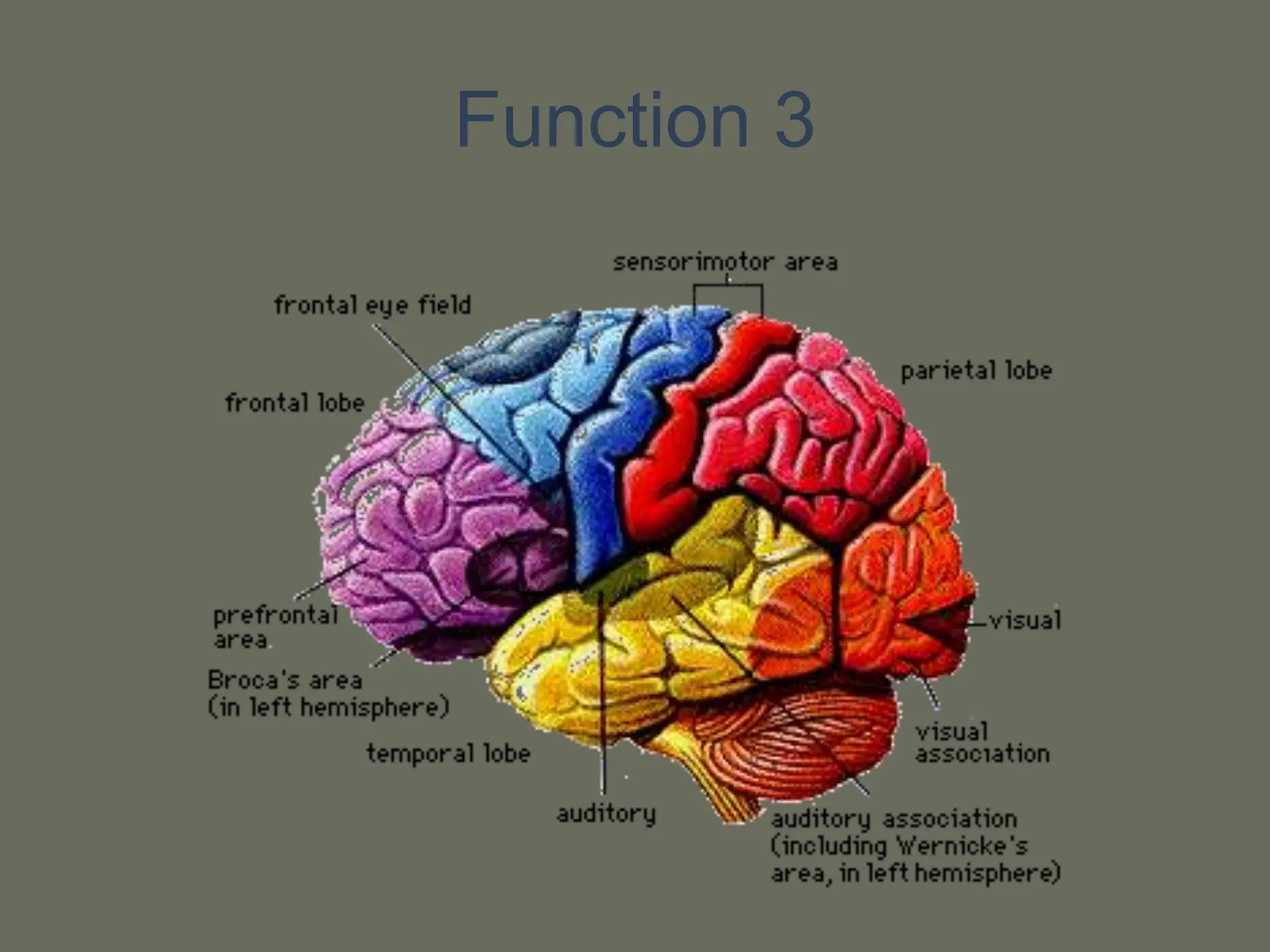 Human brain anatomy and physiologypptx.ppt