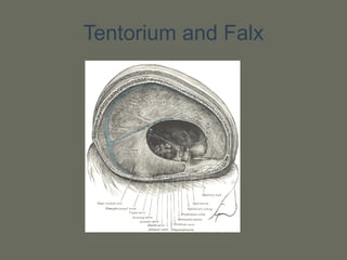 Tentorium and Falx
 