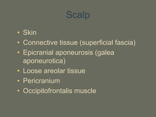 Scalp
• Skin
• Connective tissue (superficial fascia)
• Epicranial aponeurosis (galea
aponeurotica)
• Loose areolar tissue
• Pericranium
• Occipitofrontalis muscle
 
