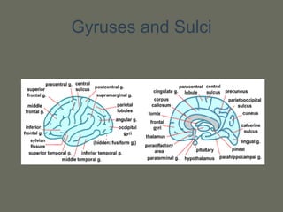 Gyruses and Sulci
 