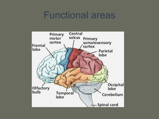 Functional areas
 