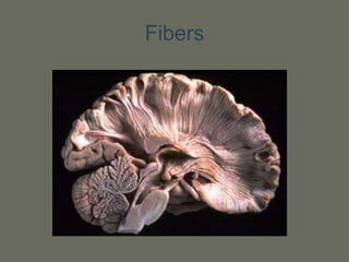 Fibers
 